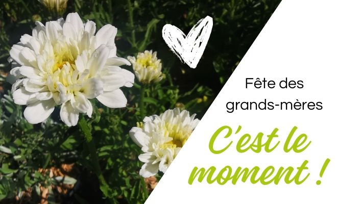 Célébrez la fête des grands-mères avec des plantes originales et charmantes ! 🌿💐, Félines, Pépinières Philippe Grange