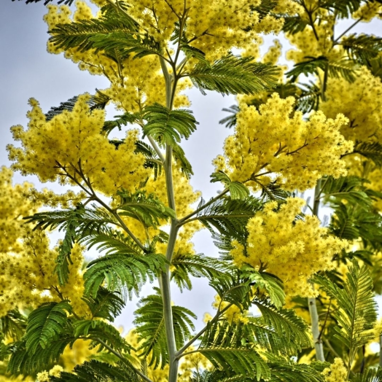 Découvrez le Mimosa Le Gaulois à Félines : un arbuste ensoleillé pour votre jardin !, Félines, Pépinières Philippe Grange