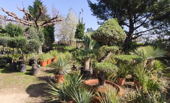 Créez un jardin méditerranéen coloré à Félines avec les Pépinières Philippe Grange