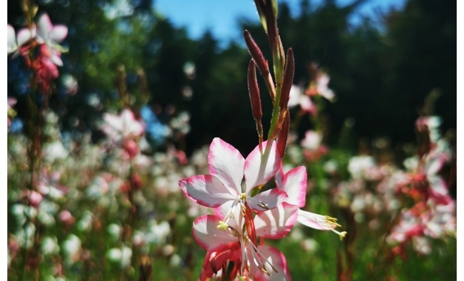 Top 5 des fleurs d'été à découvrir dans nos pépinières