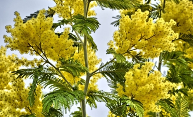 Découvrez le Mimosa Le Gaulois : un arbuste ensoleillé pour votre jardin !, Félines, Pépinières Philippe Grange